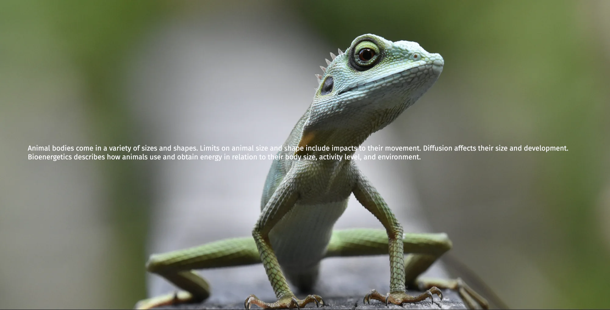 Stochasticity biology inspired content screenshot